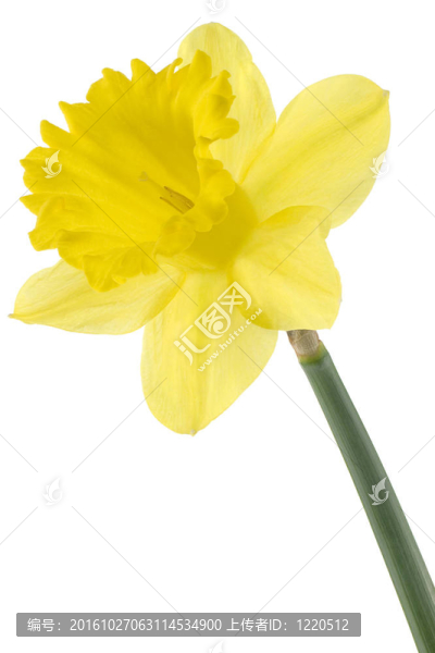 水仙花