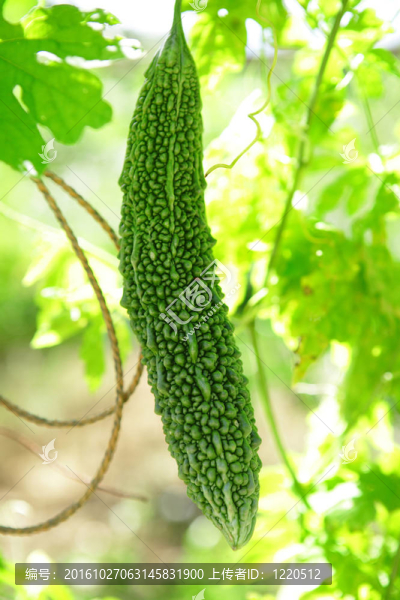 苦瓜