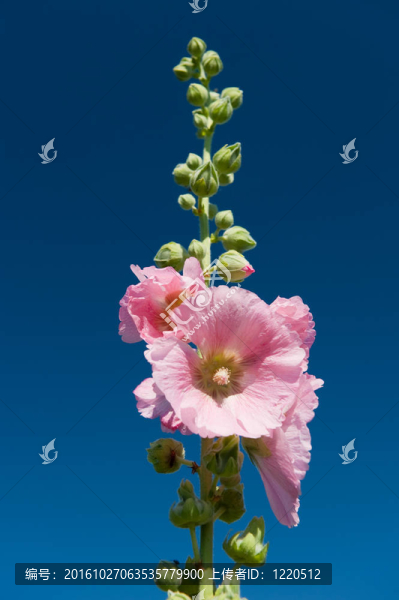 蜀葵