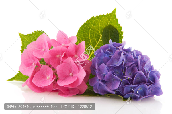 粉色和藍色繡球