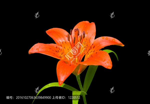 莉莉（Lilium,pensylvanicum）32