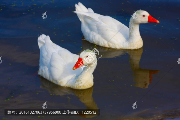 湖上的鴨子