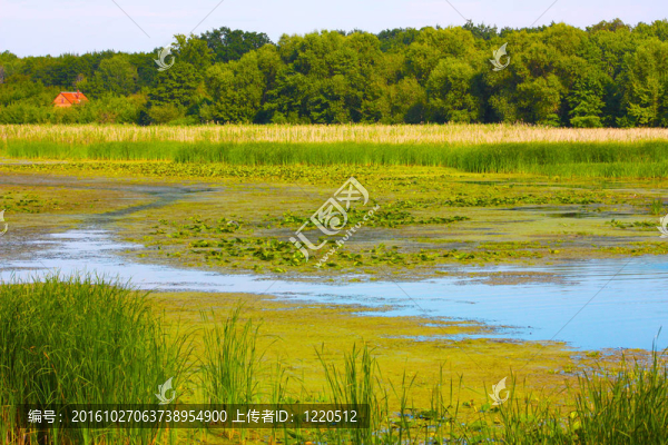 烏克蘭的河流和樹(shù)木