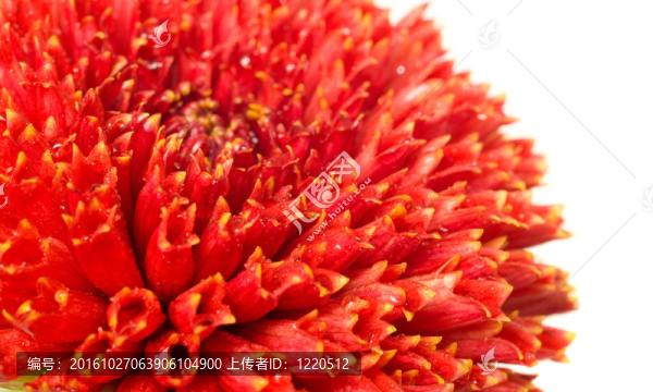 紅大麗花花芽