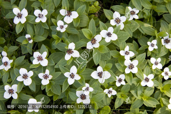 美麗的森林里的野花
