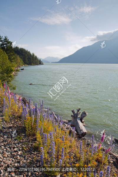 在不列顛哥倫比亞的斯闊米什河景；加拿大