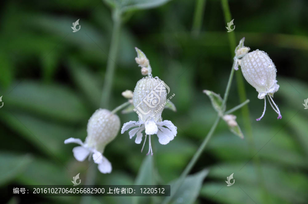 該白玉草三帶的花
