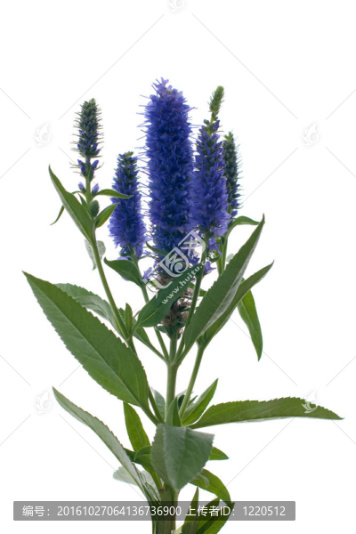 維羅妮卡花穗