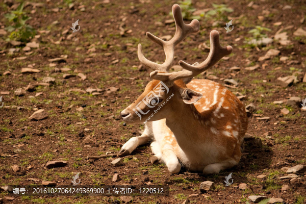 小鹿