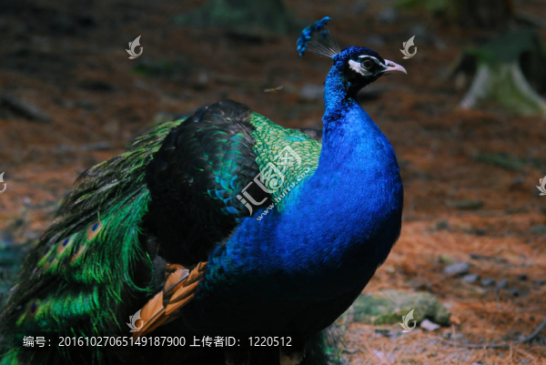 藍(lán)孔雀