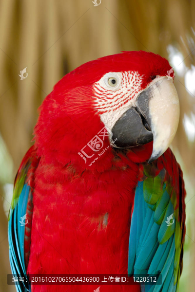 Parrot是冒充的