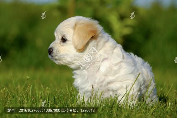 havanais比熊幼犬