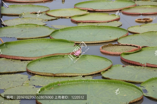荷葉