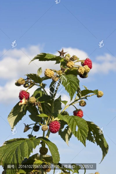 Raspberry,bush與藍(lán)天