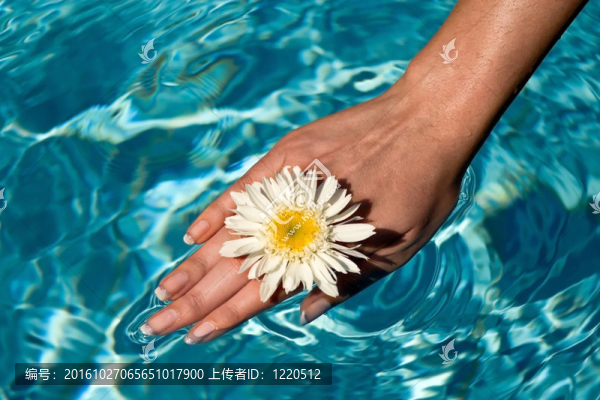 女人的手在水池里的花。