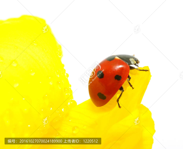 瓢蟲