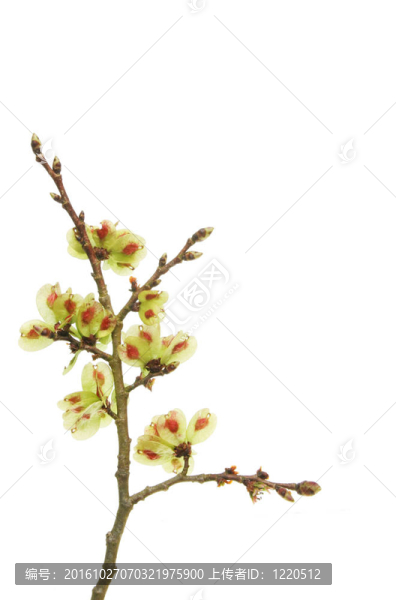榛子樹的樹枝和種子