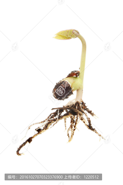 綠豆種子發(fā)芽