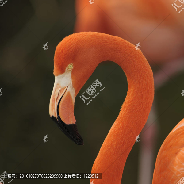 火烈鳥；肖像。