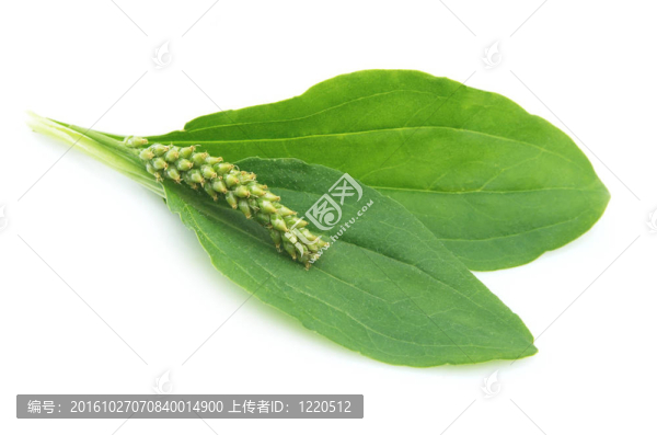 車前草（車前草）