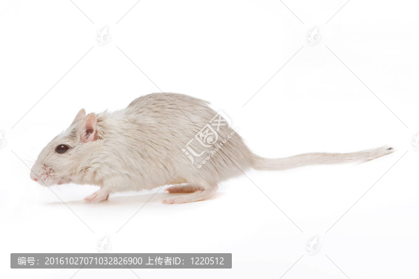 大鼠行走