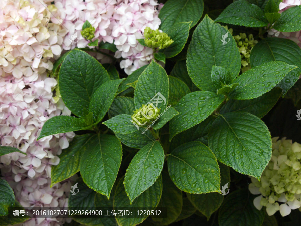 杜鵑花