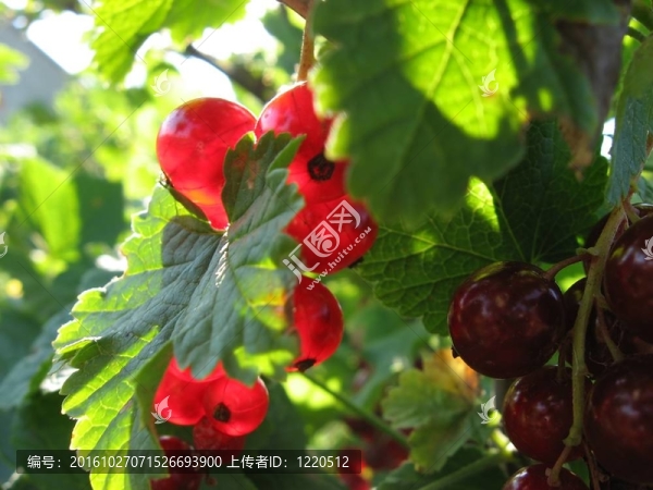 紅醋栗漿果