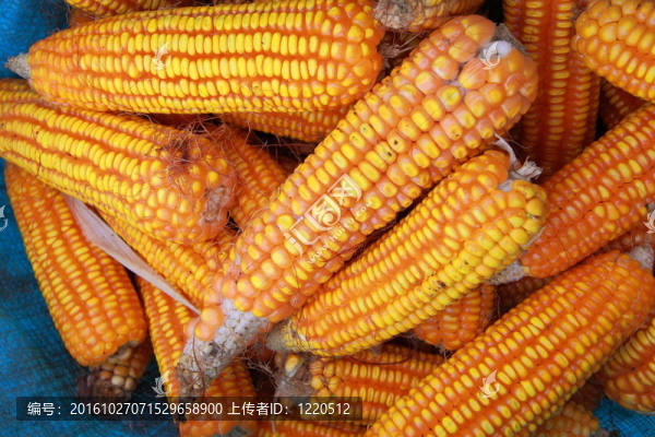 收獲的玉米