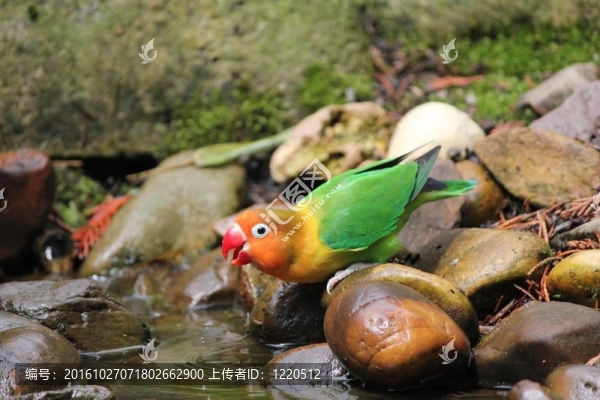 鳥分不開