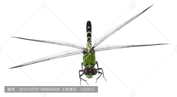東方pondhawk蜻蜓；Erythemis,simplicicollis