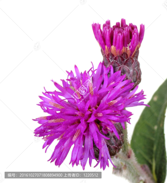 鮑德溫的斑鳩菊；弗農(nóng)尼亞baldwinii