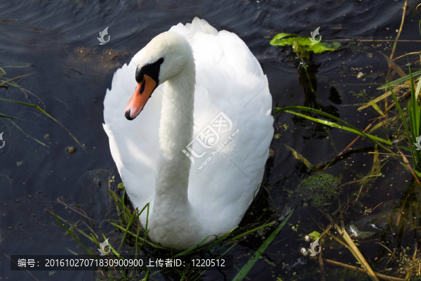 白天鵝