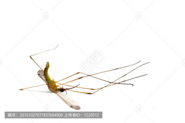 死蚊子