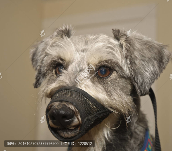 犬的槍口訓練裝置