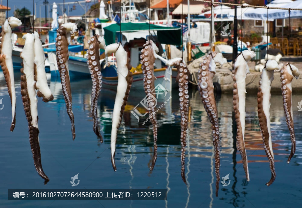 曬黑的章魚