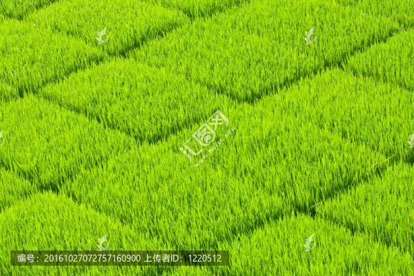 柔軟的和新鮮的草廣場(chǎng)