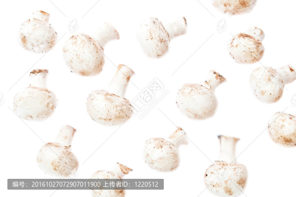 蘑菇