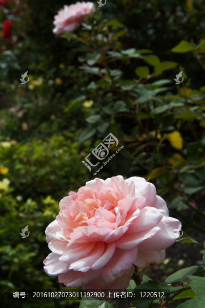 大Pink,Rose