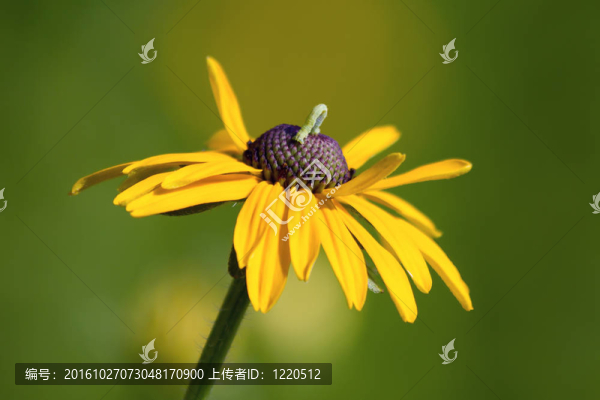 在黃色的花Inchworm