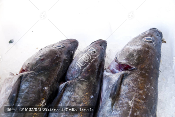 鮭魚