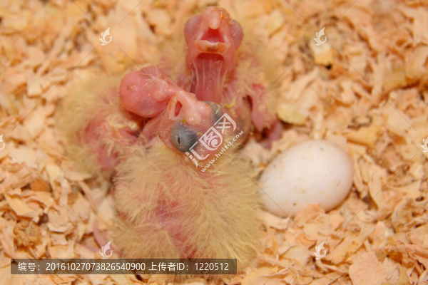 饑餓的鸚鵡幼鳥等待美聯(lián)儲