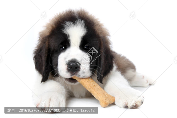 Saint,Bernard,Puppy享受白色背景的款待