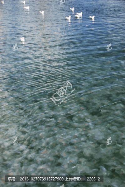 水母