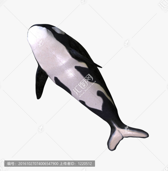 逆戟鯨