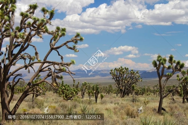 在莫哈韋沙漠的Joshua,Trees