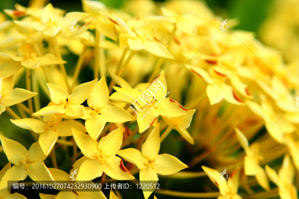 黃色的花