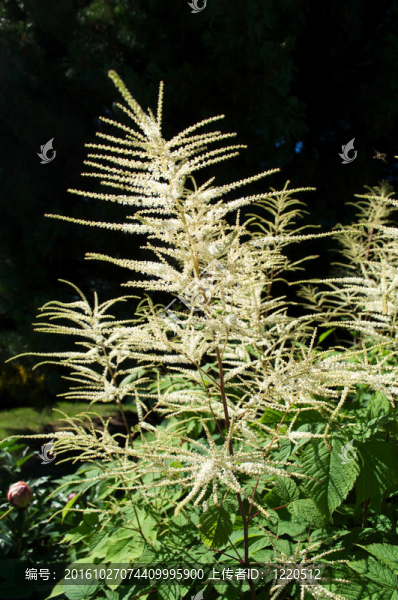 裝飾花分
