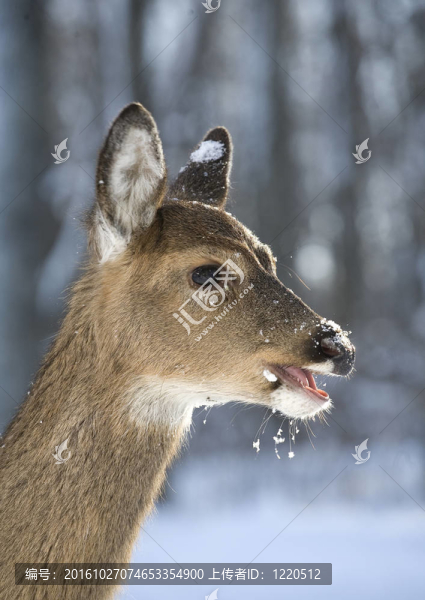 雪鹿