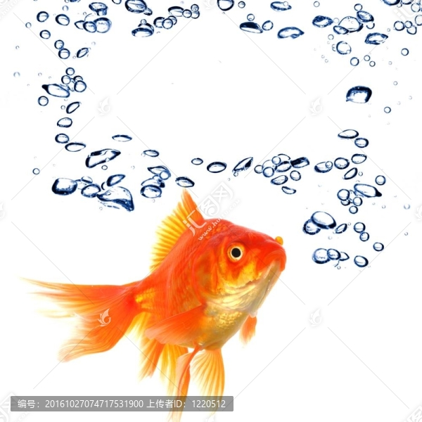 金魚和分隔開的