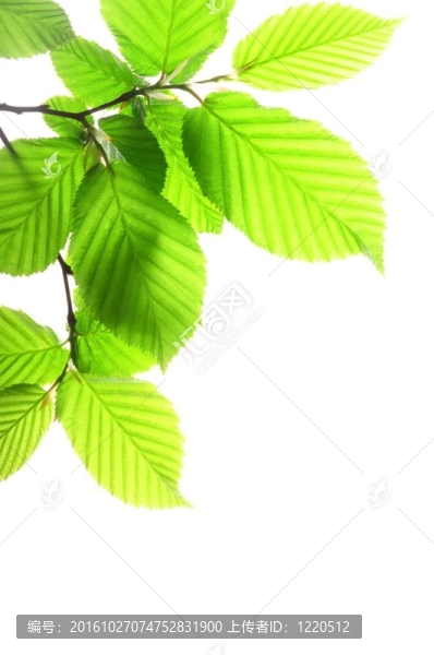 葉和分隔開的